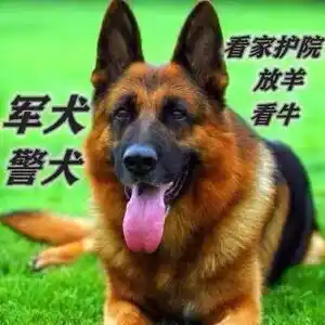 DDR 犬：民主德国边防军犬的独特魅力与外观特征  第2张