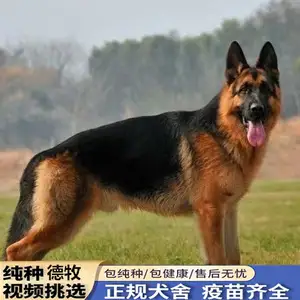 DDR 犬：民主德国边防军犬的独特魅力与外观特征  第6张