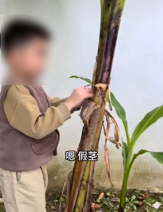 抖音网红小孩背后的秘密：家庭如何变成微型媒体工厂？  第7张