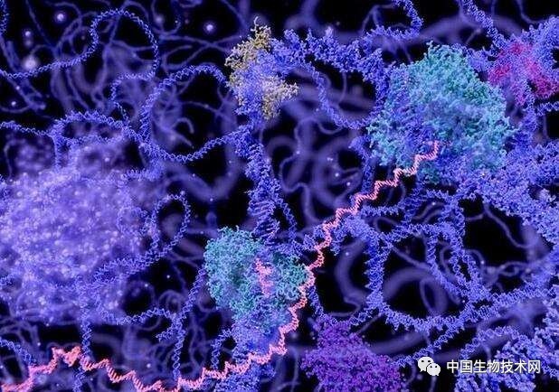 内切酶活性在 DDR 损伤修复过程中的关键作用及异常影响  第10张