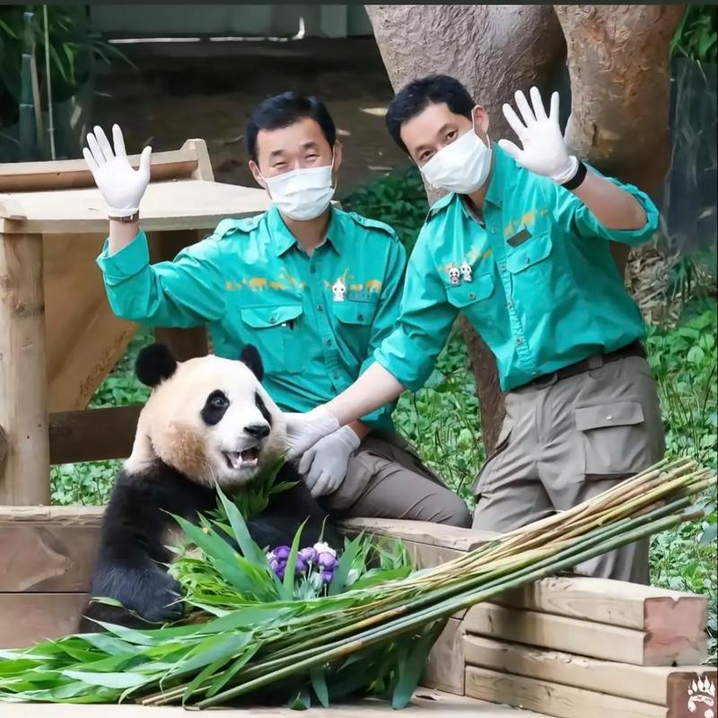 大熊猫福宝突发状况！韩国出生的首只中国大熊猫福宝状况异常，引发全球关注  第4张