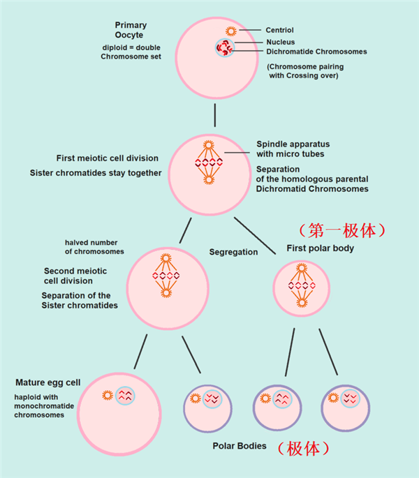 独居16年的雌性美洲鳄竟奇迹般产下鳄鱼宝宝，孤雌生殖背后的秘密令人惊叹  第12张