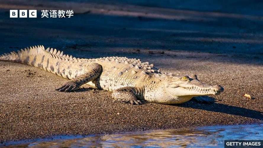 独居16年的雌性美洲鳄竟奇迹般产下鳄鱼宝宝，孤雌生殖背后的秘密令人惊叹  第4张