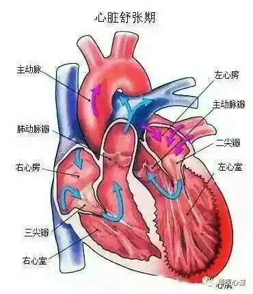 心脏超声 DDR：直观评估心脏健康的重要检查方法