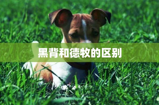 军犬 DDR：从德国牧羊犬到战役英雄的传奇之旅  第1张