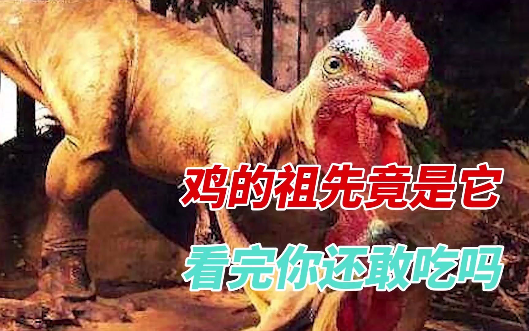 探索神秘的黑蛋蛋 ddr：它究竟是什么？