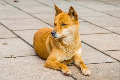 西安 ddr 犬：独特魅力与才能，饲养注意事项及家庭适应性全解析  第5张