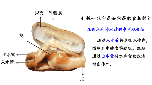 揭秘蛏子挖洞全过程：每分钟23厘米的速度，如何躲避捕食者？  第6张