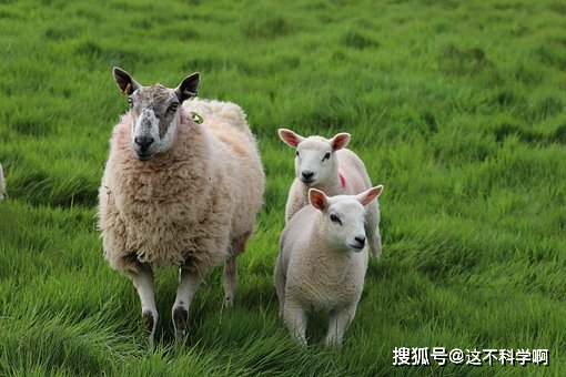 探索安卓仿效苹果手机系统的演变与未来发展趋势：技术特点、用户体验与市场竞争  第7张