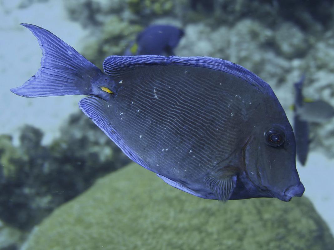 鱼也会痒吗？科学家用实验破解水中生物的瘙痒之谜  第2张