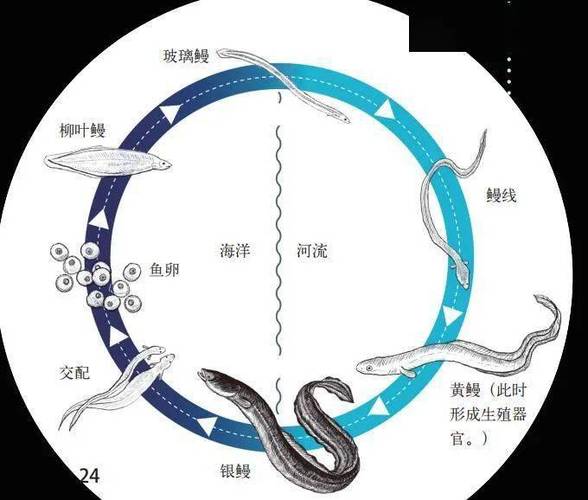 鱼也会痒吗？科学家用实验破解水中生物的瘙痒之谜  第6张