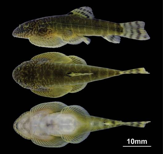 鱼也会痒吗？科学家用实验破解水中生物的瘙痒之谜  第10张