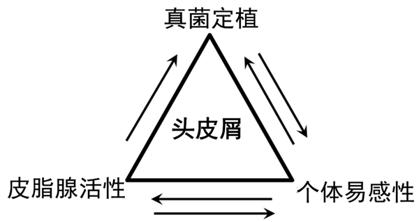 头皮屑：隐藏在日常中的社交杀手，你真的了解它吗？  第5张