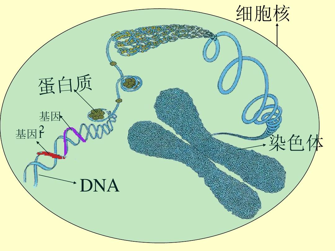 ddr2 基因 DDR2基因：揭秘生命密码，探秘健康奥秘  第1张