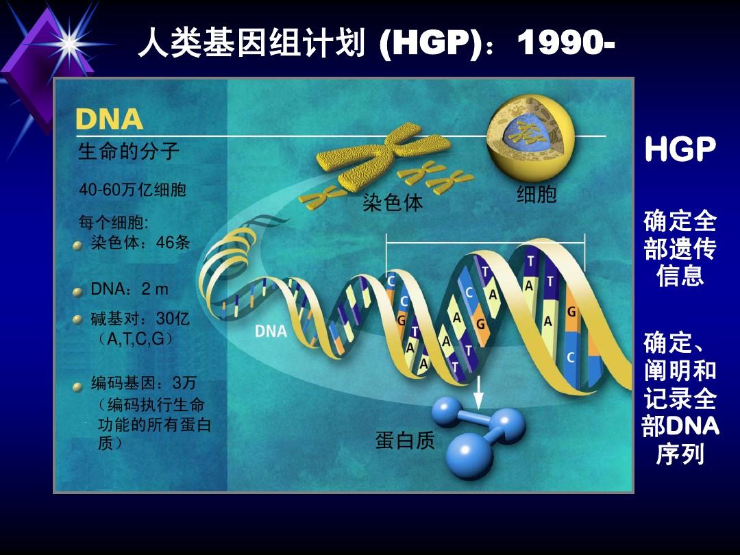 ddr2 基因 DDR2基因：揭秘生命密码，探秘健康奥秘  第4张