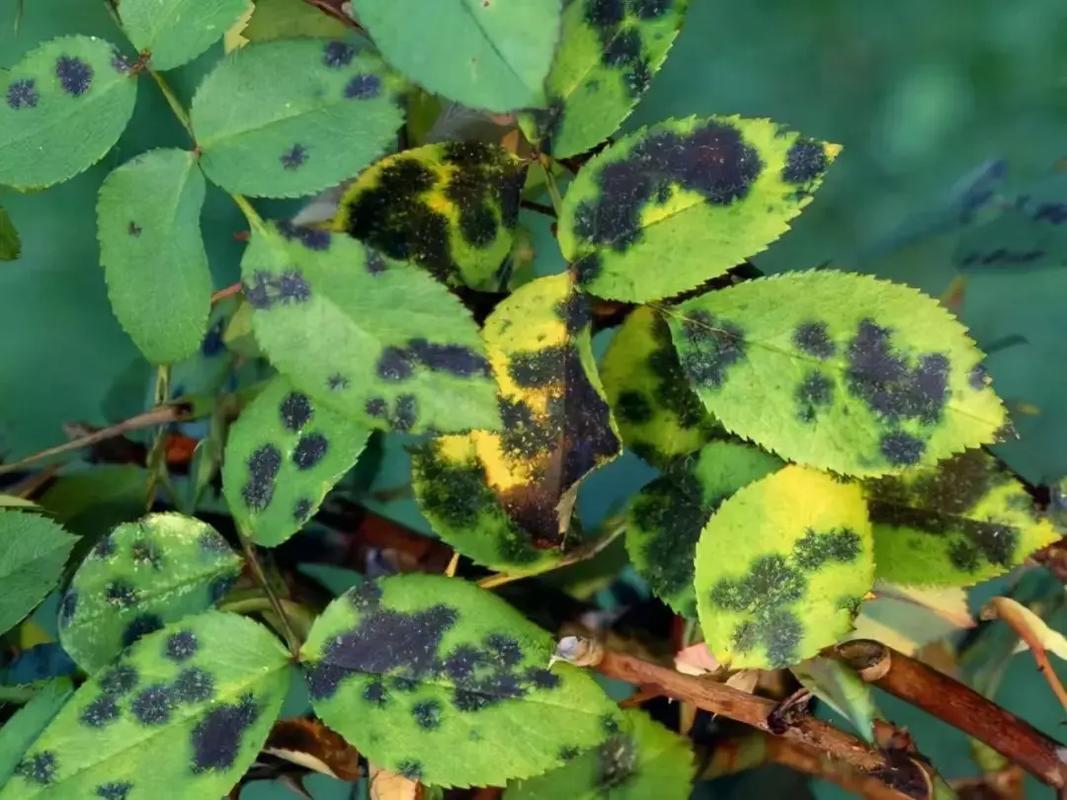 植物受伤了怎么办？揭秘它们如何应对狂风暴雨和病害侵袭  第3张