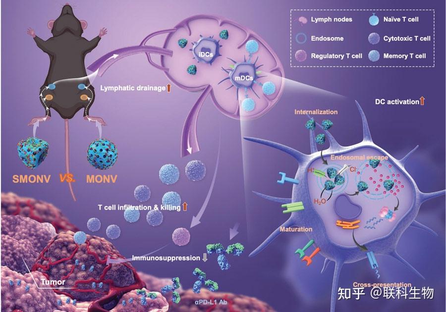 深度剖析肿瘤DNA损伤修复系统：从核心机制到临床前景，探索肿瘤发展的关键  第5张