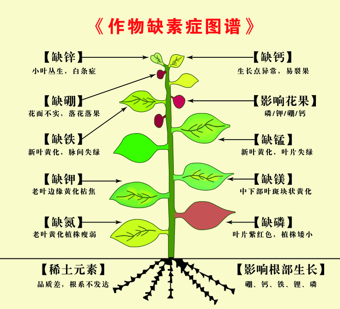 DDR 过程：细胞分裂及更新的关键，生命现象的生动体现