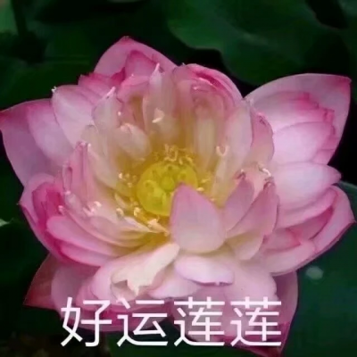 莲花头：音箱连接器中的诗意与匠心之作