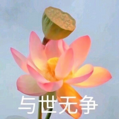 莲花头：音箱连接器中的诗意与匠心之作  第4张