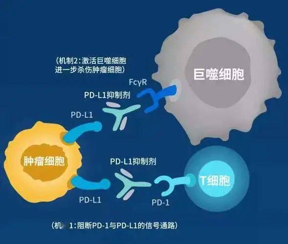 DDR1单抗：肿瘤治疗与免疫疗法的重要突破与前景展望  第8张