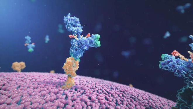 DDR1单抗：肿瘤治疗与免疫疗法的重要突破与前景展望  第9张
