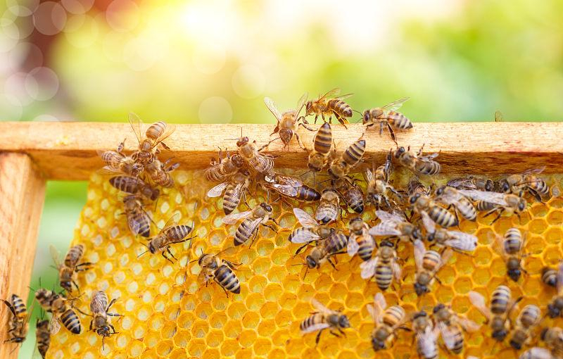 智能音响系统如何接入蜜蜂设备？详解音箱与智能助手蜜蜂的连接方法  第6张