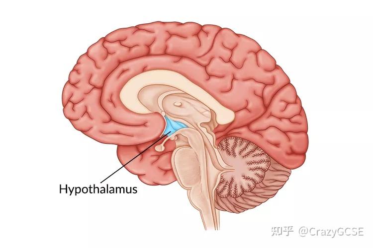 深入解读 DDR 受体：维持身体稳态的关键因素及其深远影响  第4张