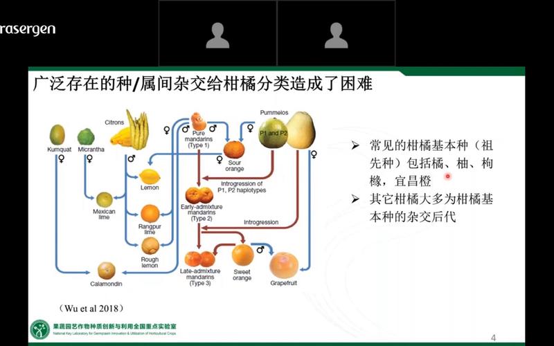 橘子还是桔子？揭秘水果名称背后的千年演变与健康密码