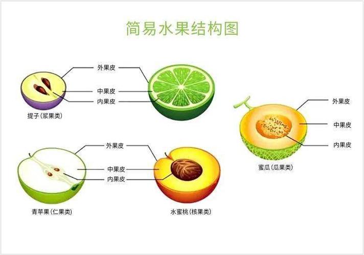 橘子还是桔子？揭秘水果名称背后的千年演变与健康密码  第4张