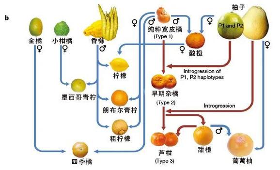 橘子还是桔子？揭秘水果名称背后的千年演变与健康密码  第6张