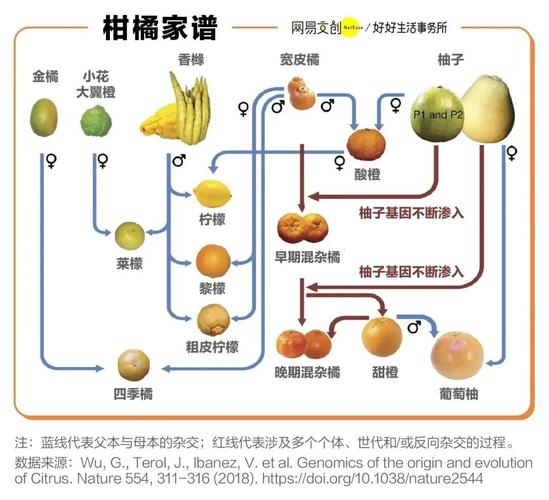 橘子还是桔子？揭秘水果名称背后的千年演变与健康密码  第10张