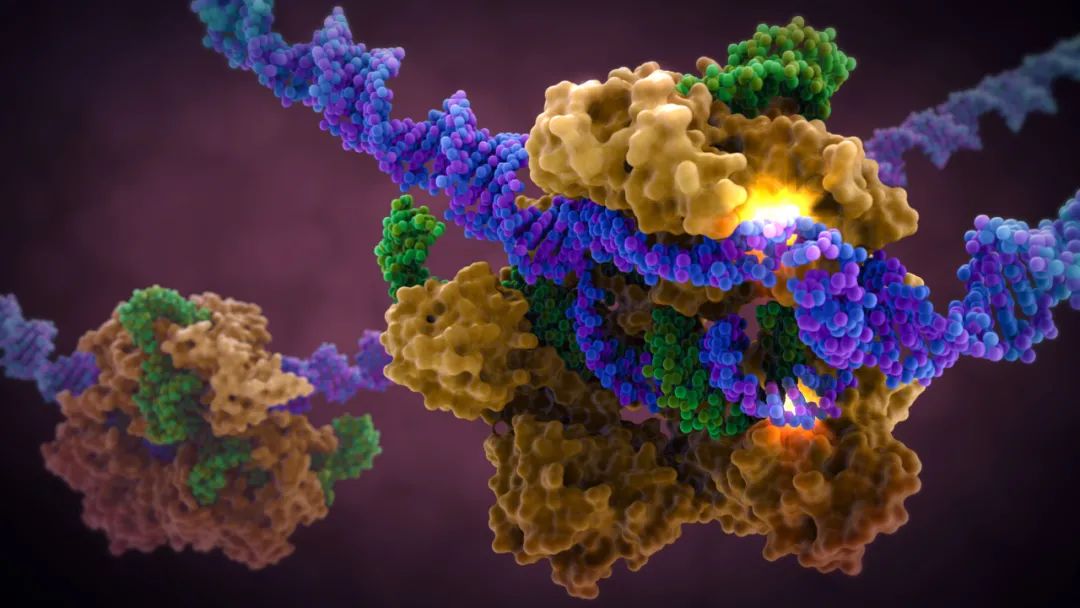 DDR1：生命科学中的重要蛋白质，揭示其奥秘与功能  第7张