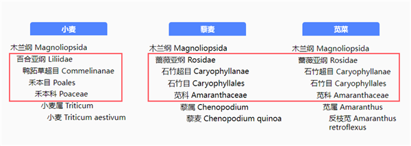 颠覆认知！这种食物虽叫藜麦却不是麦，营养丰富还能当主食  第2张