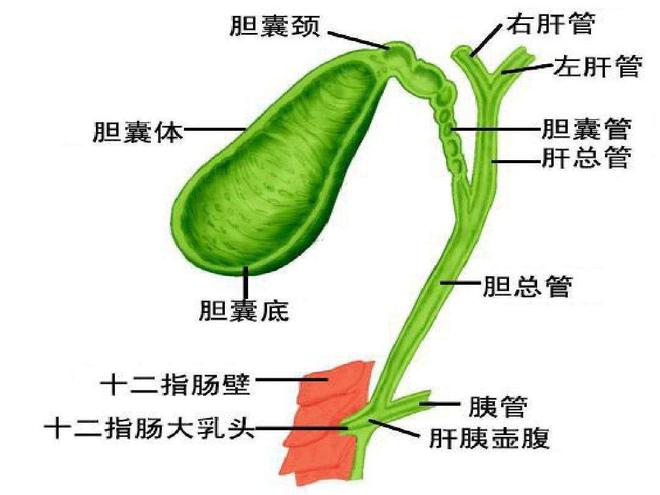 18 岁小伙骑行 5 小时后睾丸扭转 360 度，医生：已错过最佳治疗时机  第7张