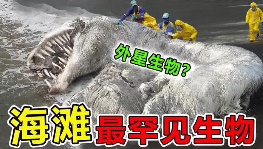 惊！澳大利亚海滩惊现外星生物，网友热议：这是海王的鼠标还是外星人大脑？  第10张