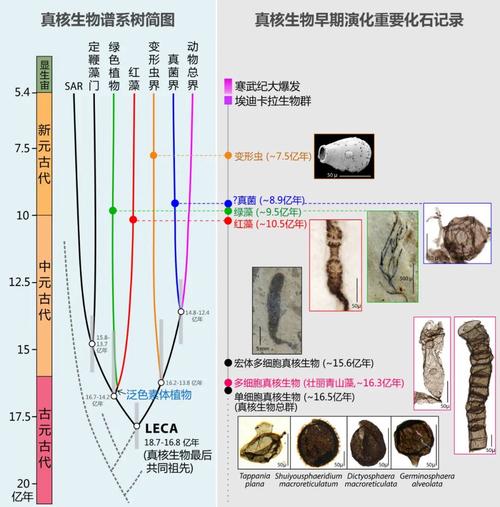 中国科学家发现16.3亿年前多细胞真核生物化石，科学界沸腾了  第14张