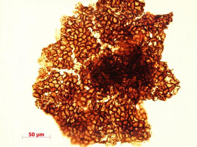 中国科学家发现16.3亿年前多细胞真核生物化石，科学界沸腾了  第9张