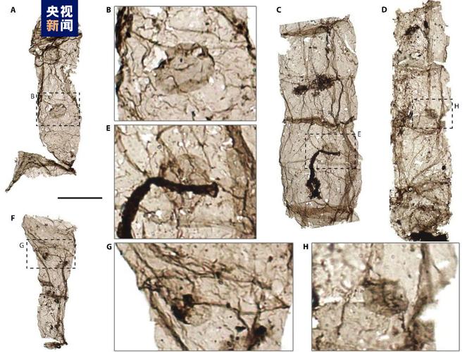 中国科学家发现16.3亿年前多细胞真核生物化石，科学界沸腾了  第10张