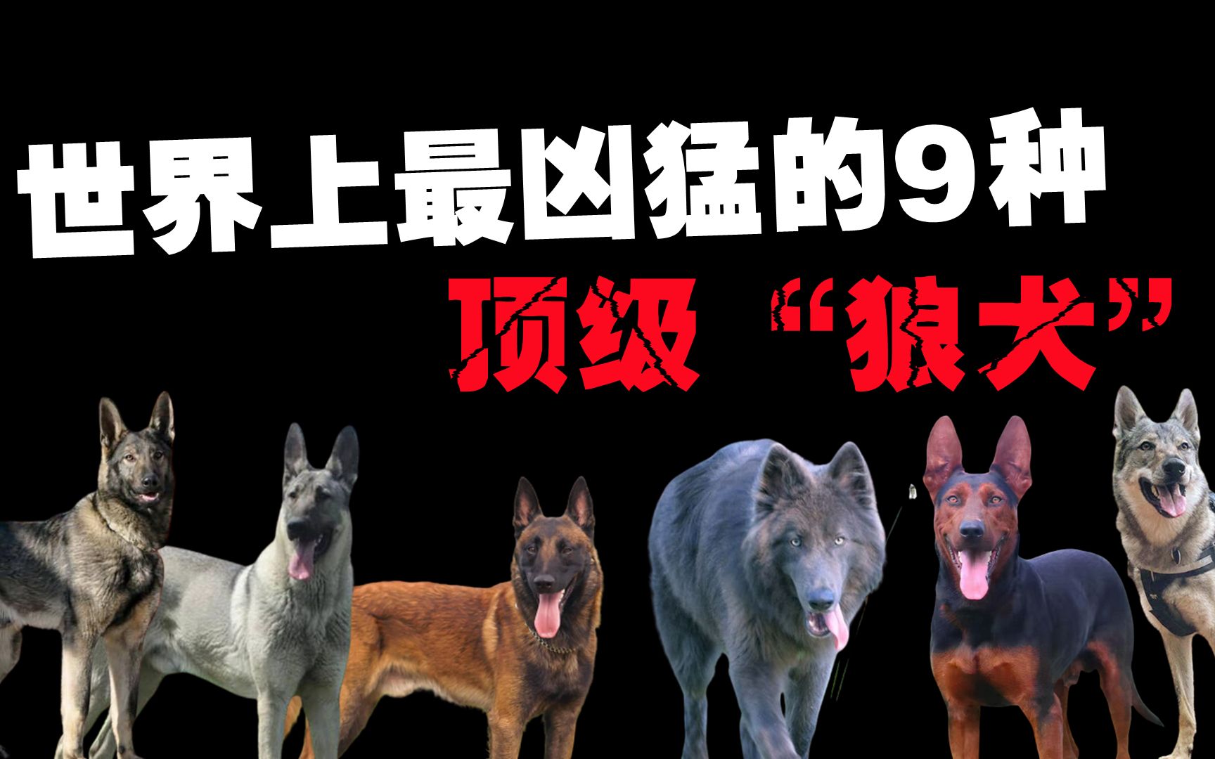 捷克系DDR牧羊犬：从警犬到家庭宠物，究竟是怎样的转变？  第4张