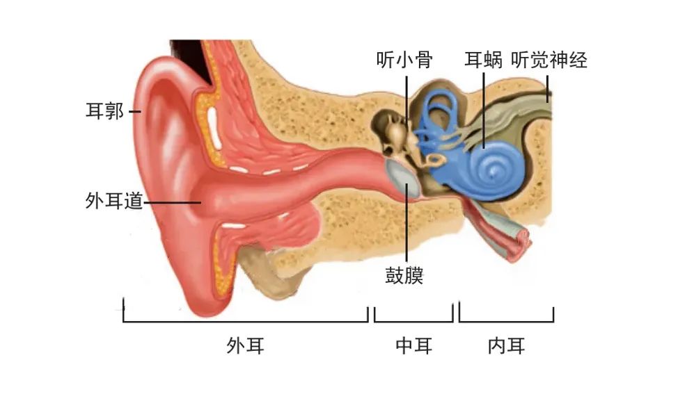 助听器与电话音箱连接技巧：细致准备与兼容性确认，实践经验分享  第1张