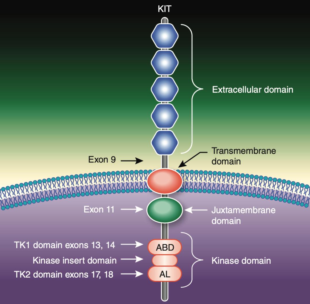 DDR1酪氨酸激酶 深入探索 DDR1 酪氨酸激酶：生命科学研究的关键分子与疾病关系  第7张