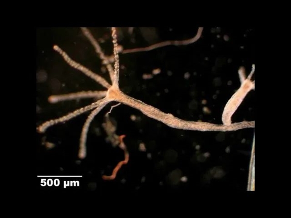 这种10毫米小生物竟掌握永生秘密，科学家疯狂研究中  第11张