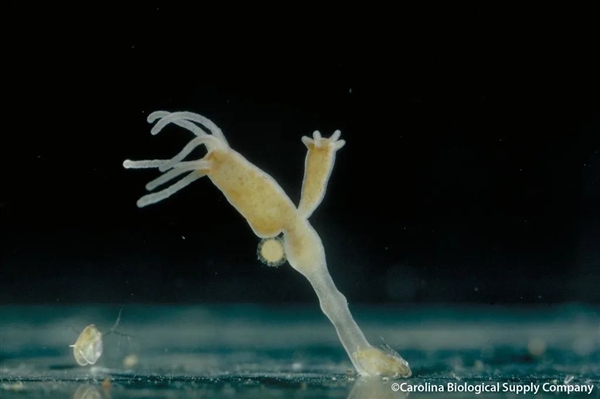 这种10毫米小生物竟掌握永生秘密，科学家疯狂研究中  第15张