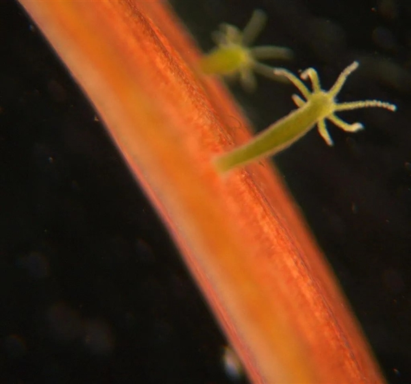 这种10毫米小生物竟掌握永生秘密，科学家疯狂研究中  第3张