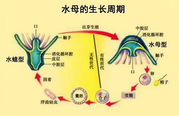 这种10毫米小生物竟掌握永生秘密，科学家疯狂研究中  第5张