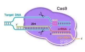 DDR基因：探究其是否真为有害基因及对生活的影响  第7张