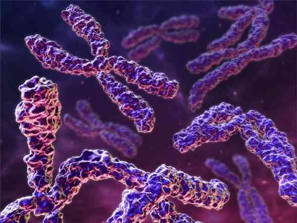 DDR基因：探究其是否真为有害基因及对生活的影响  第8张