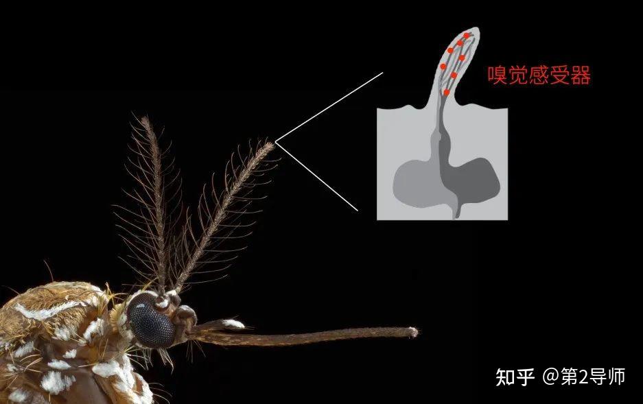 11 月了，蚊子为何还在疯狂作案？  第3张