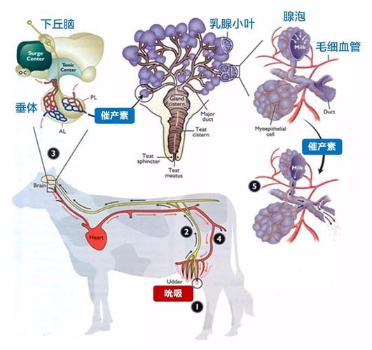 奶牛的饮食竟然是全球变暖的幕后黑手？揭秘温室气体与牛的惊人关联  第7张